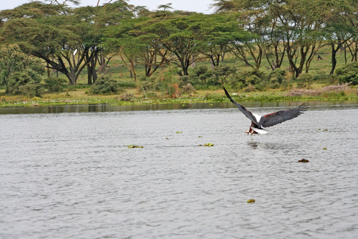 Lake Naivasha fish eagle