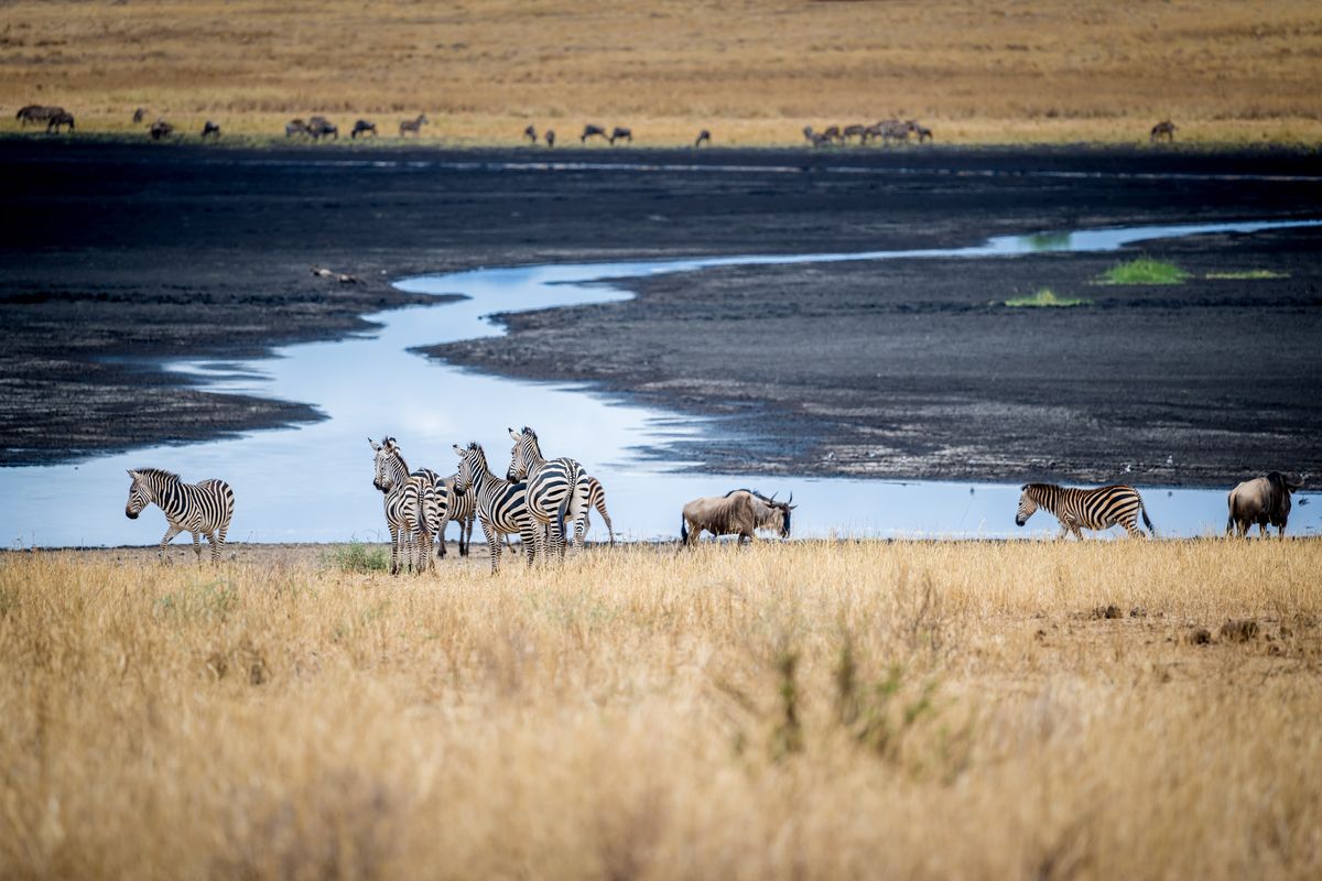 Tarangire zebras gnu