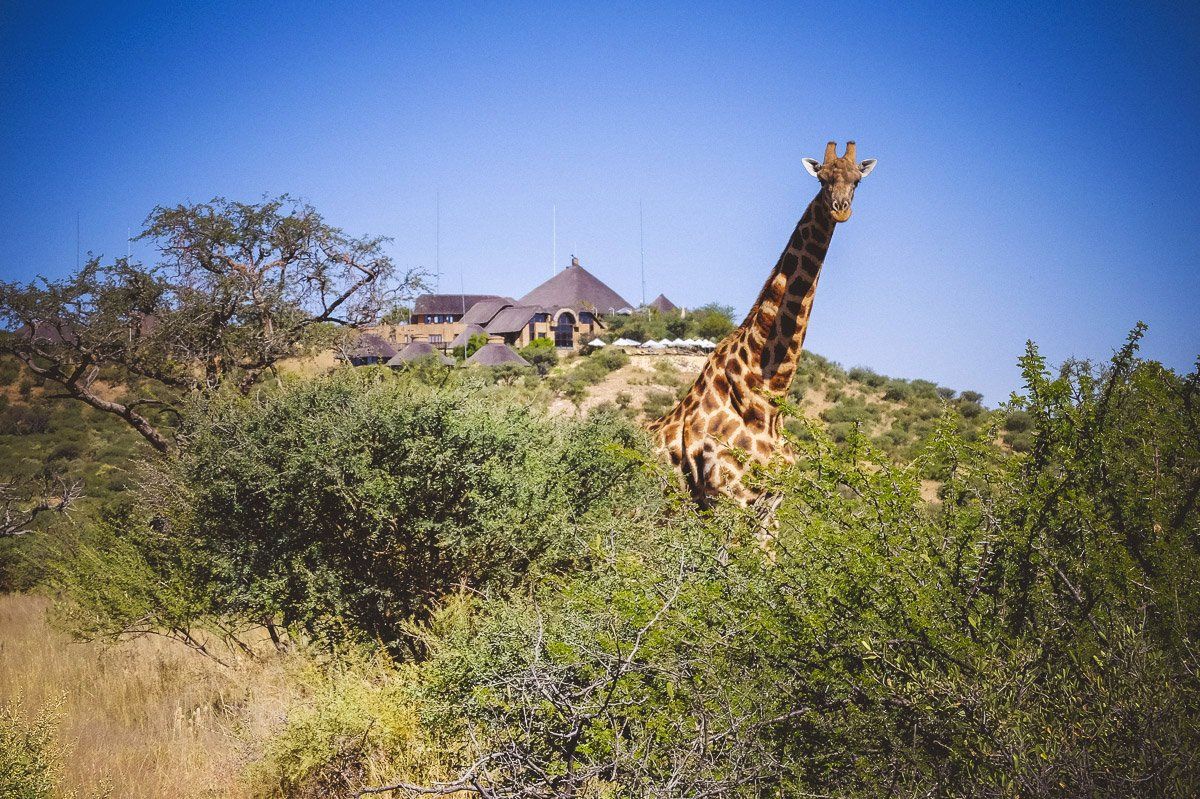 GocheGanas giraffe