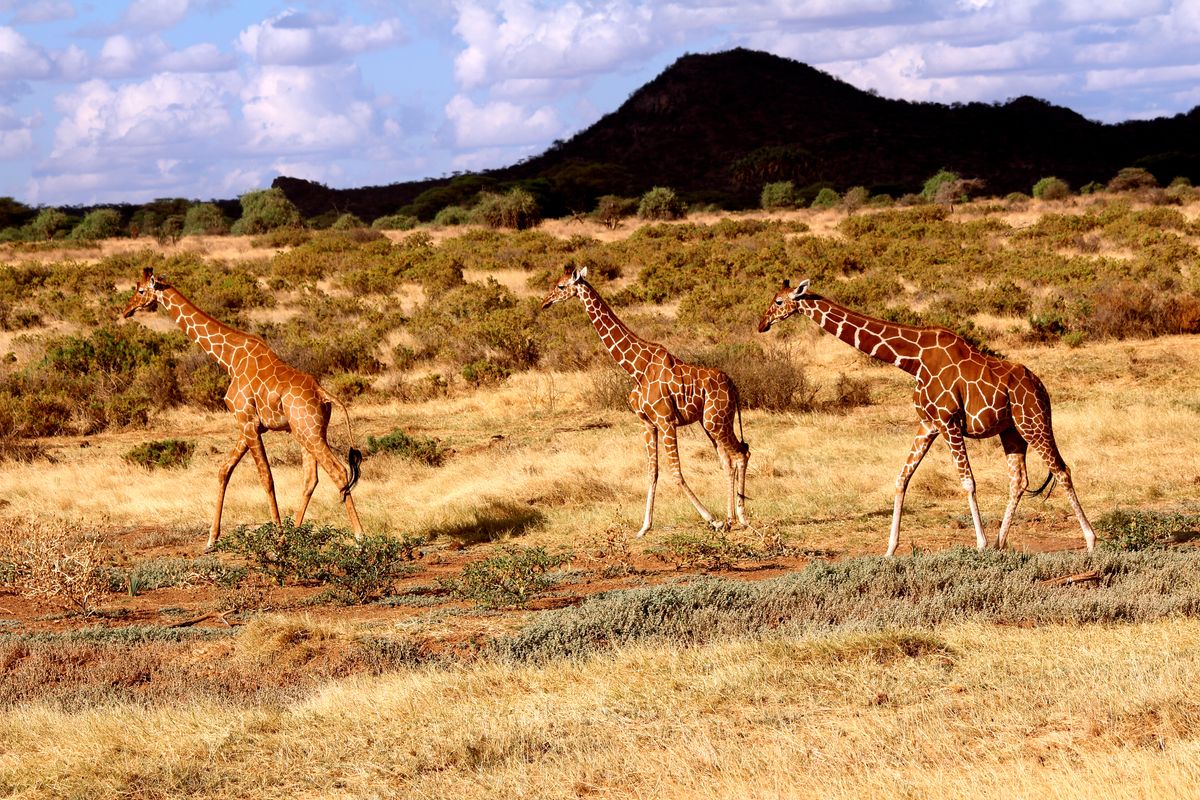 Samburu giraffes