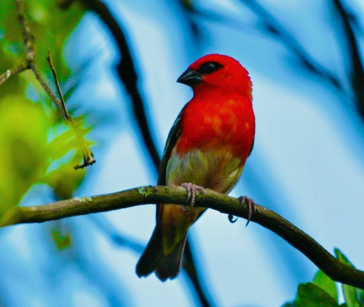 Seychelles red fody