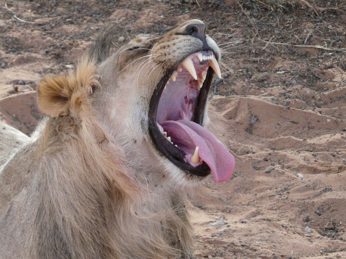 Kgalagadi lion yawn