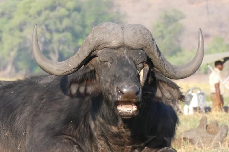 Büffel am Chobe-Fluss