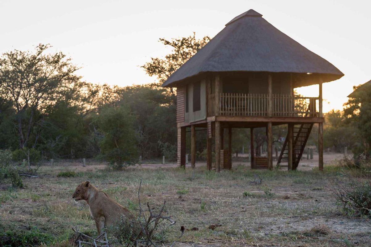 nThambo Tree Camp lion
