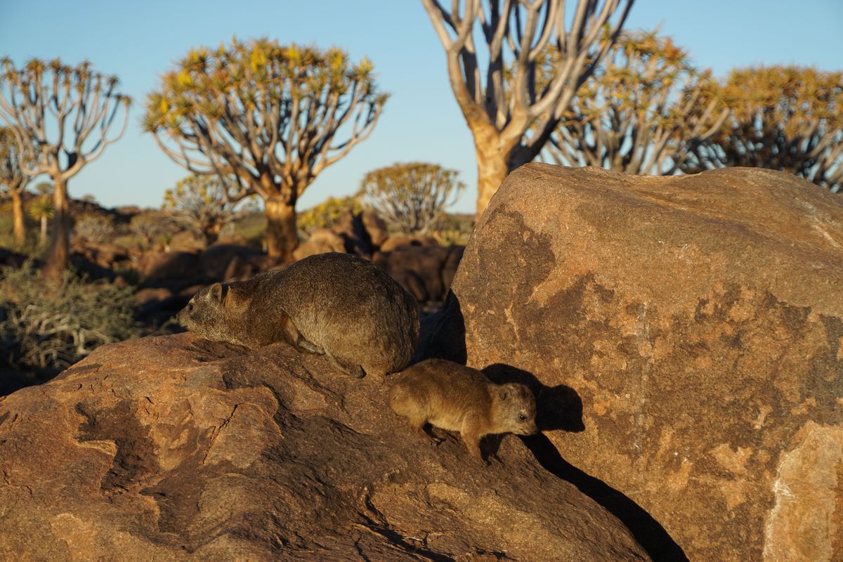 Köcherbaumwald rock dassie