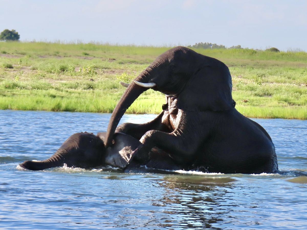 Chobe elephants