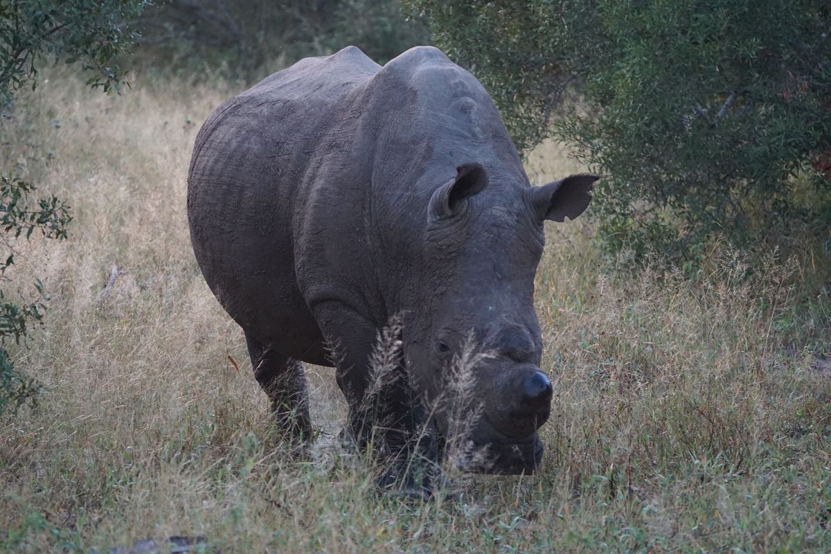 Greater Kruger white rhino