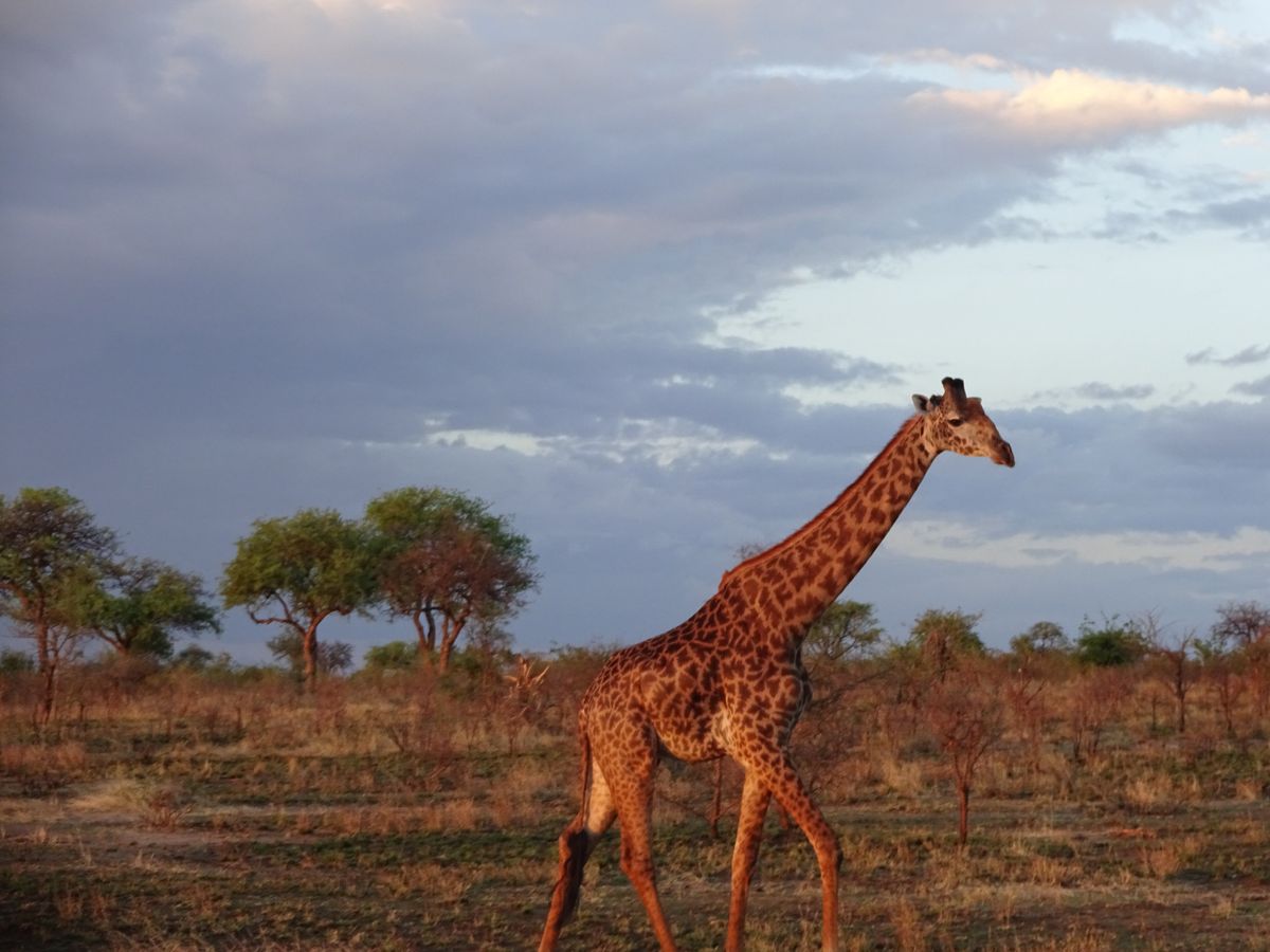 Tarangire giraffe
