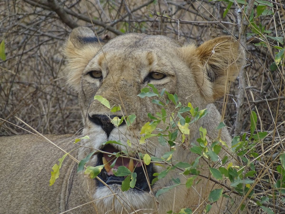 Akagera lion