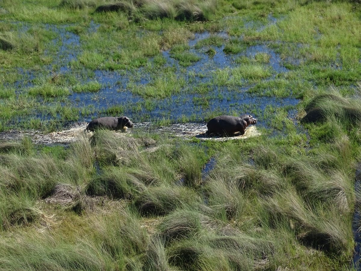 Okavango Delta hippos