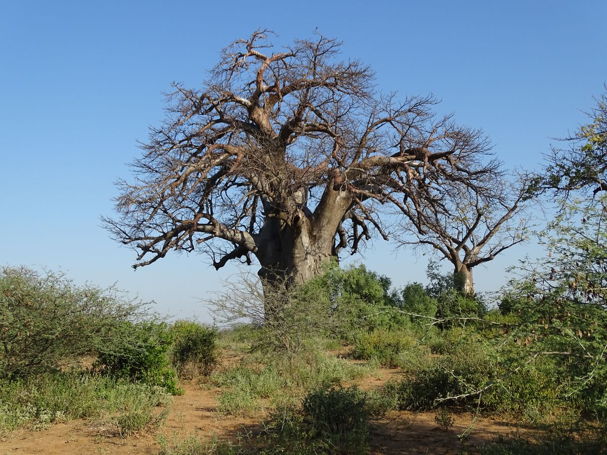 Tuli baobabs