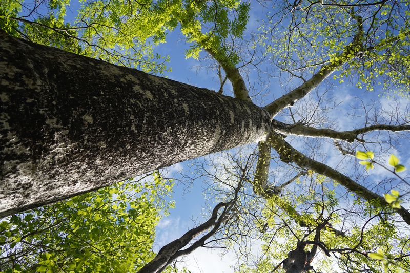 Ankarana tree