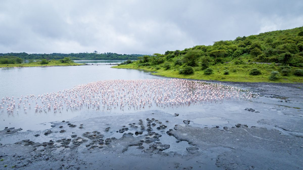 Arusha Park flamingos