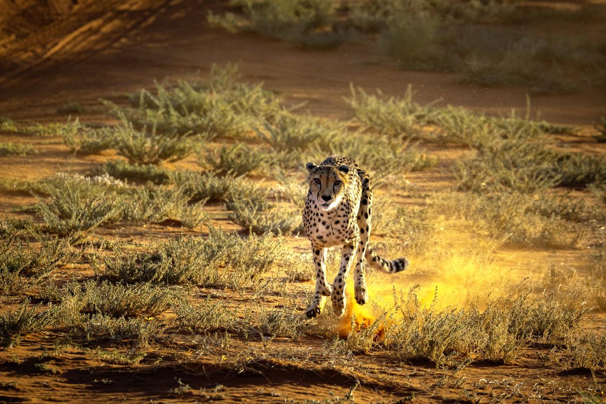 Bagatelle cheetah