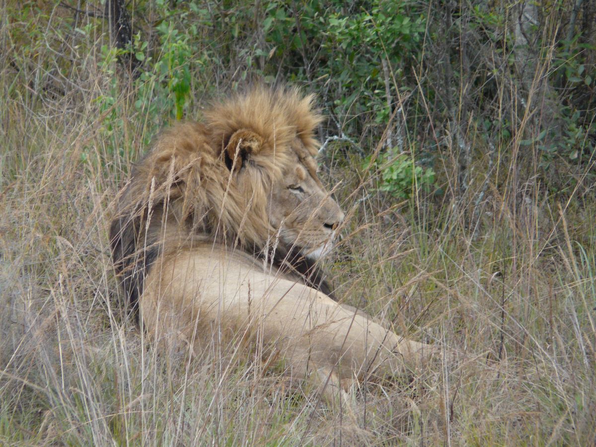 Madikwe lion