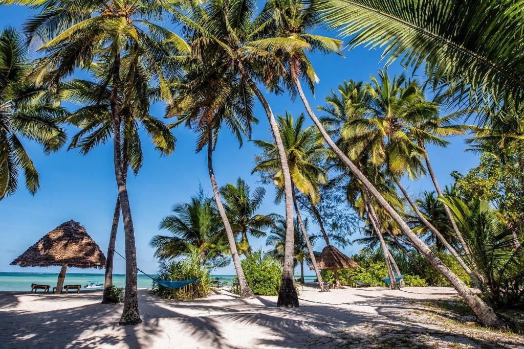 Pongwe Beach Hotel beach palms