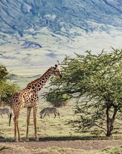 Maasai Giraffe Eco Lodge wildlife around the camp