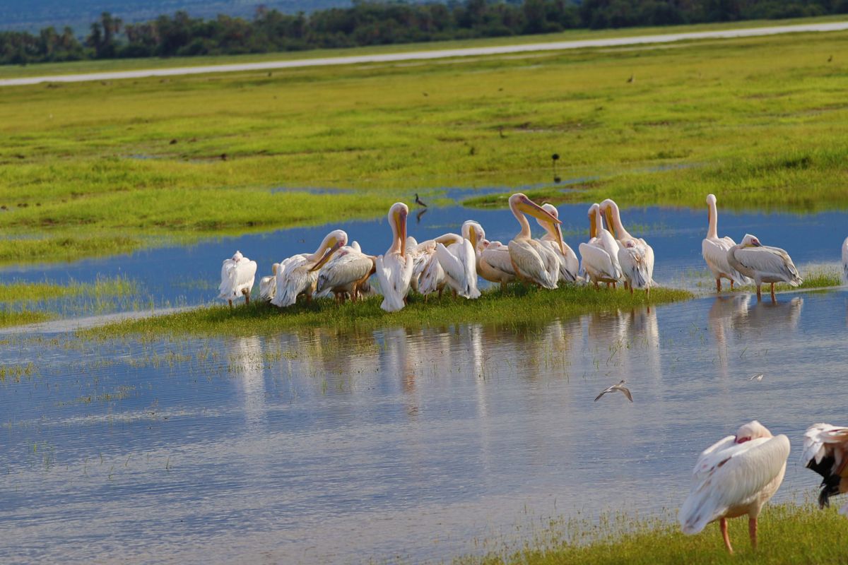 Amboseli pelicans