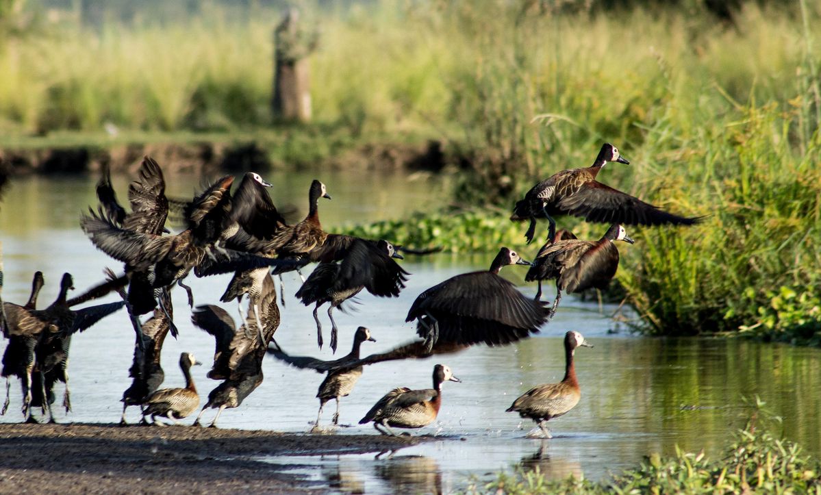Lower Zambezi white-faced whistling ducks