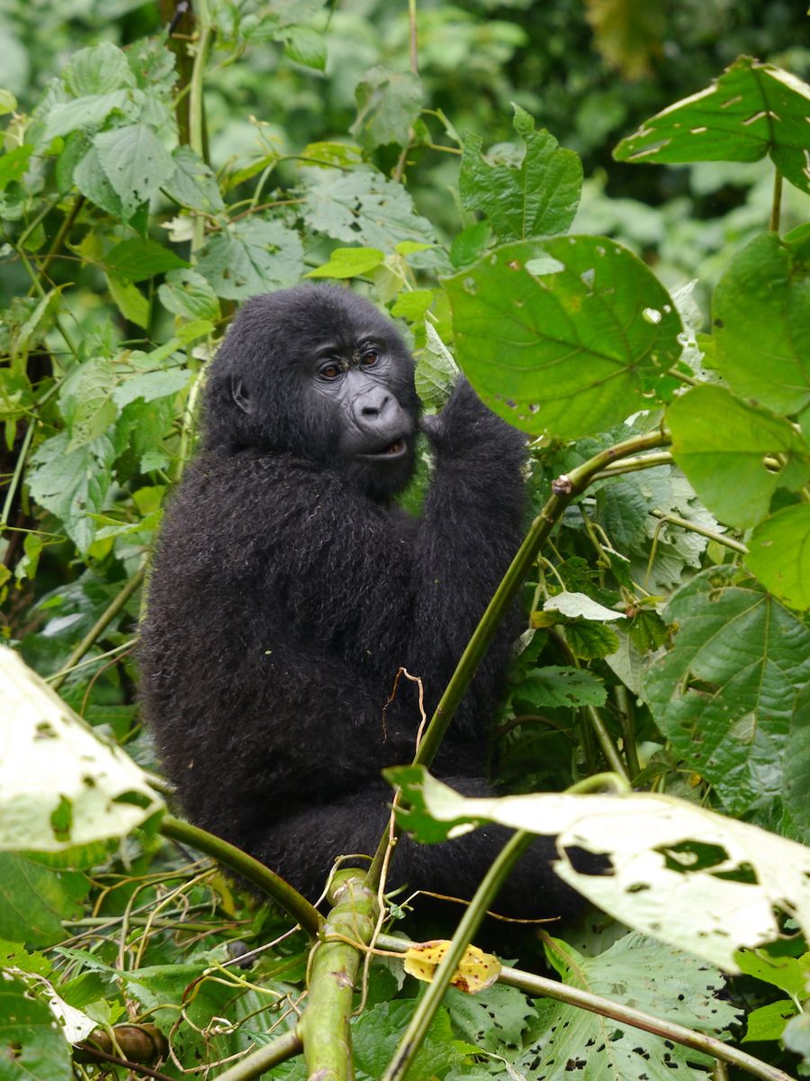 Berggorilla in Uganda