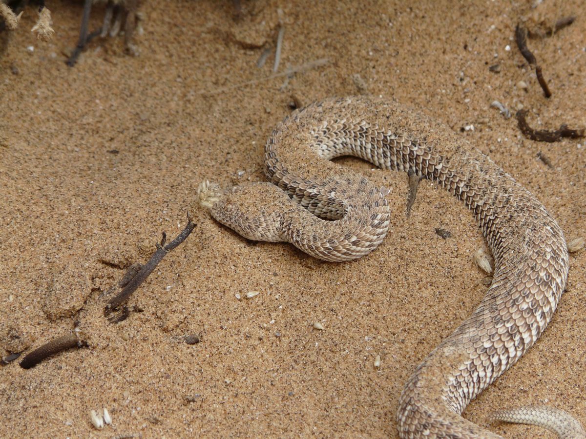 Living Desert Zwergpuffotter