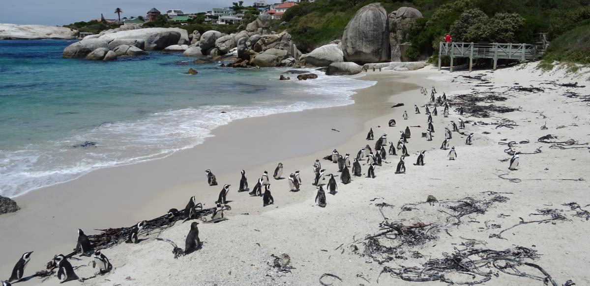 Kolonie von afrikanischen Jackass-Pinguinen am Boulders Beach bei Kapstadt
