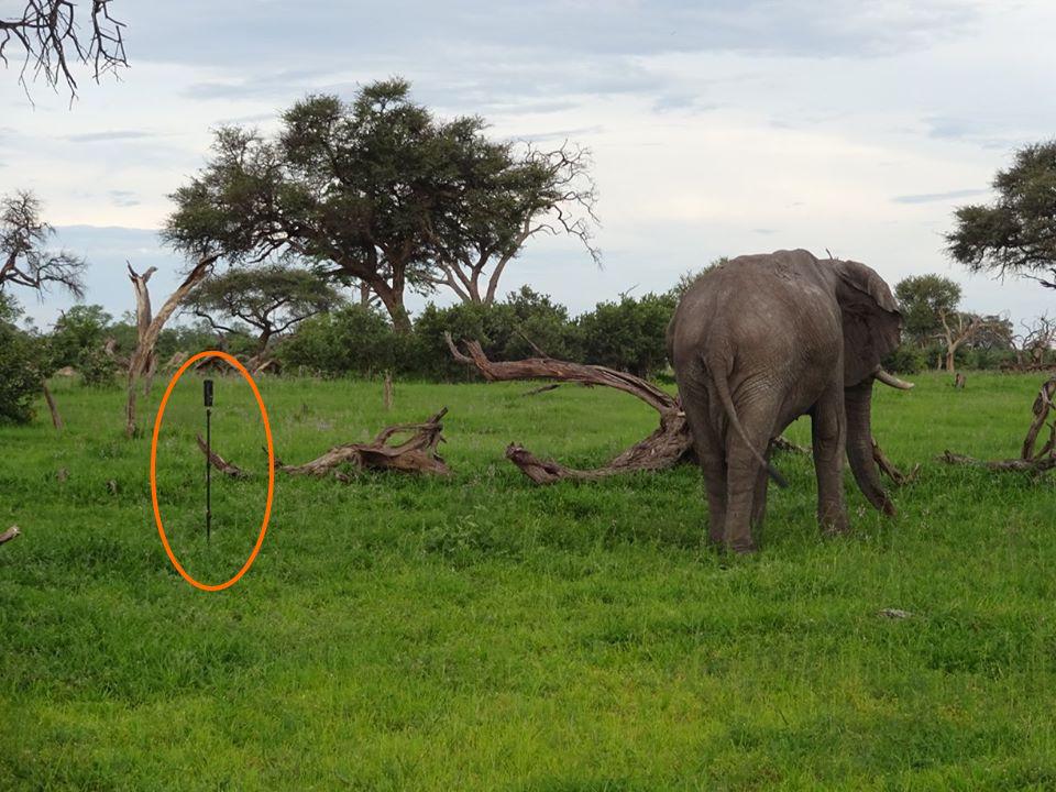 Elefant bein Dreh des 360Grad Safarifilms