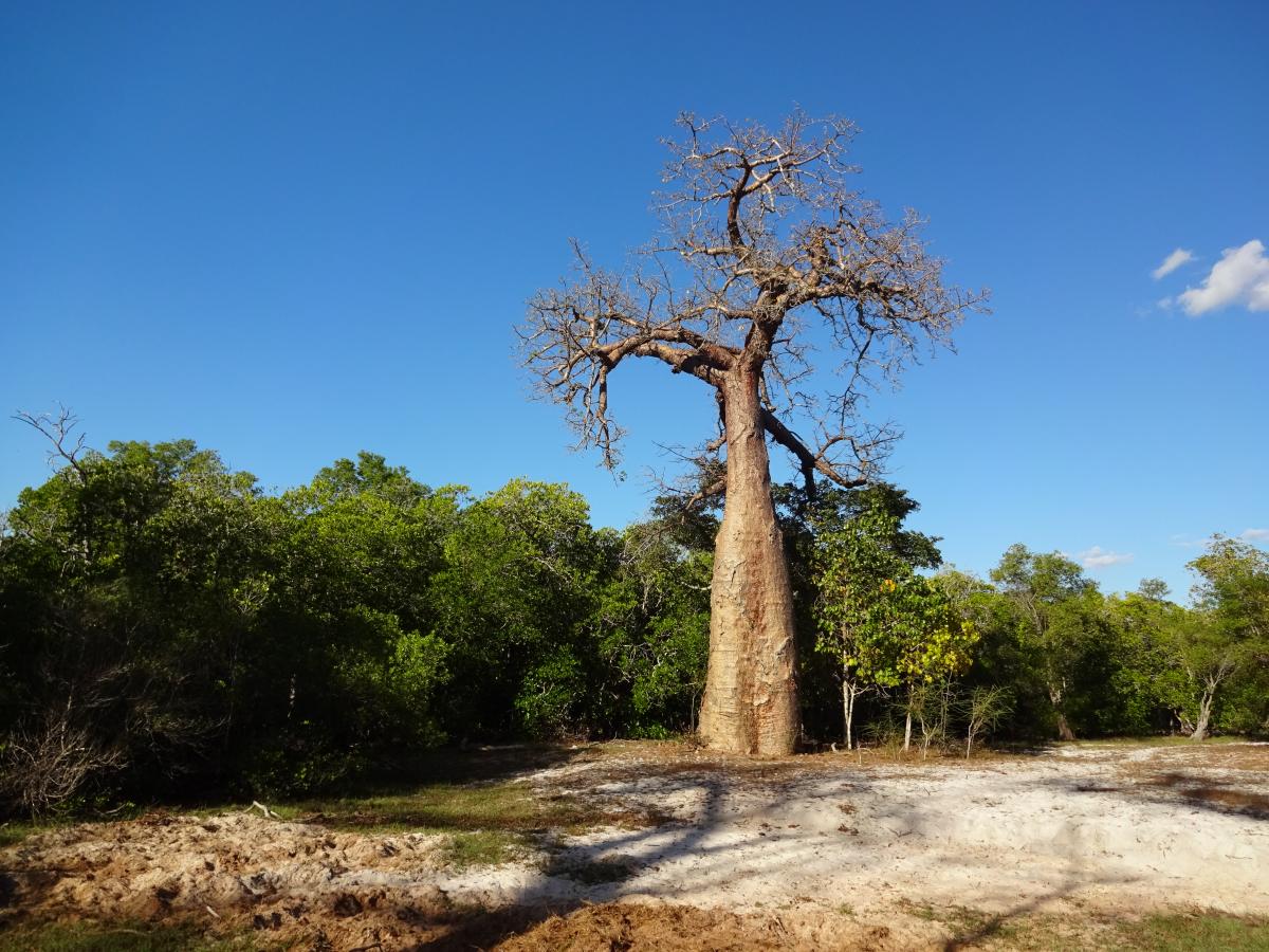 Gigantischer Baobab-Baum auf Madagaskar
