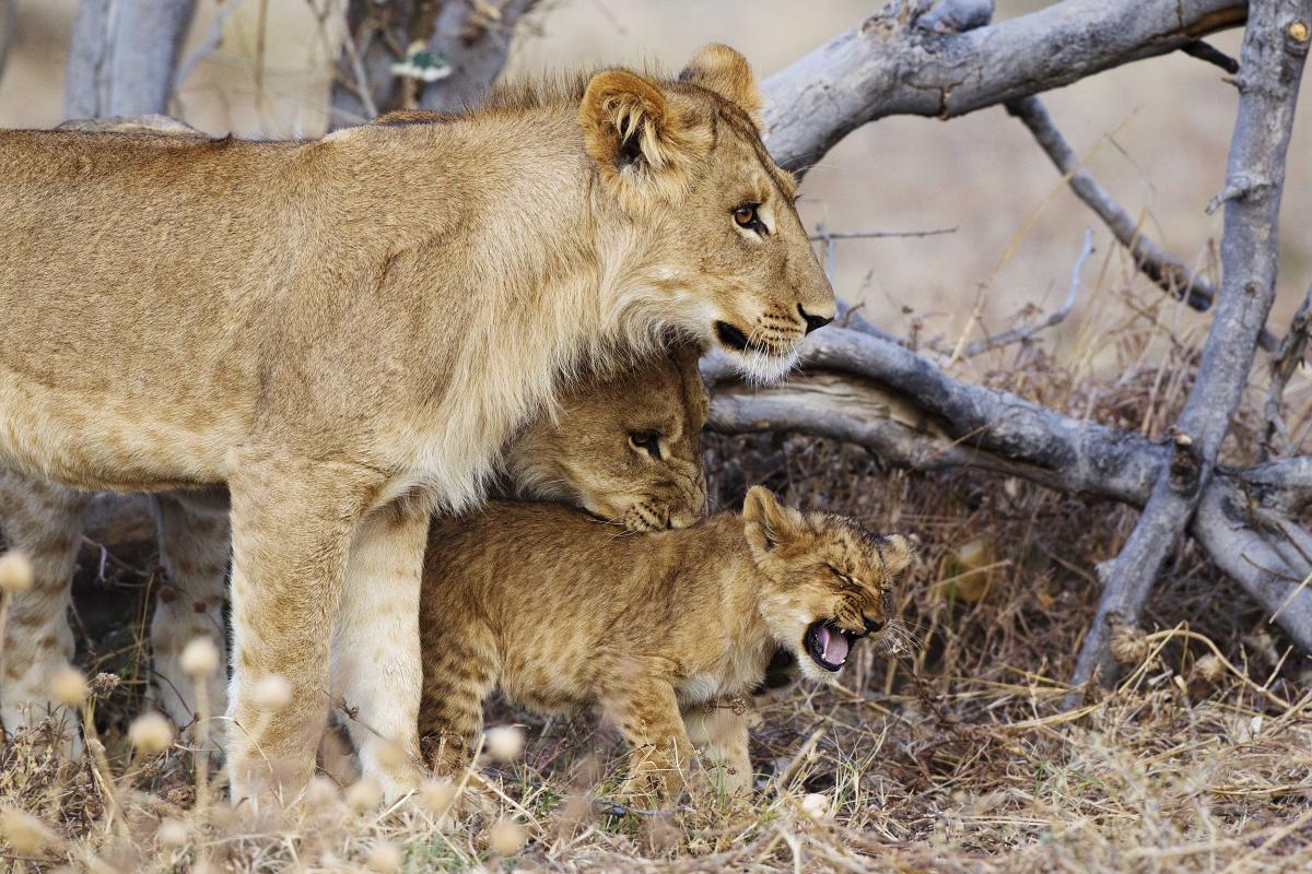 Löwenmutter und Junge in der Trockenzeit in Südafrika