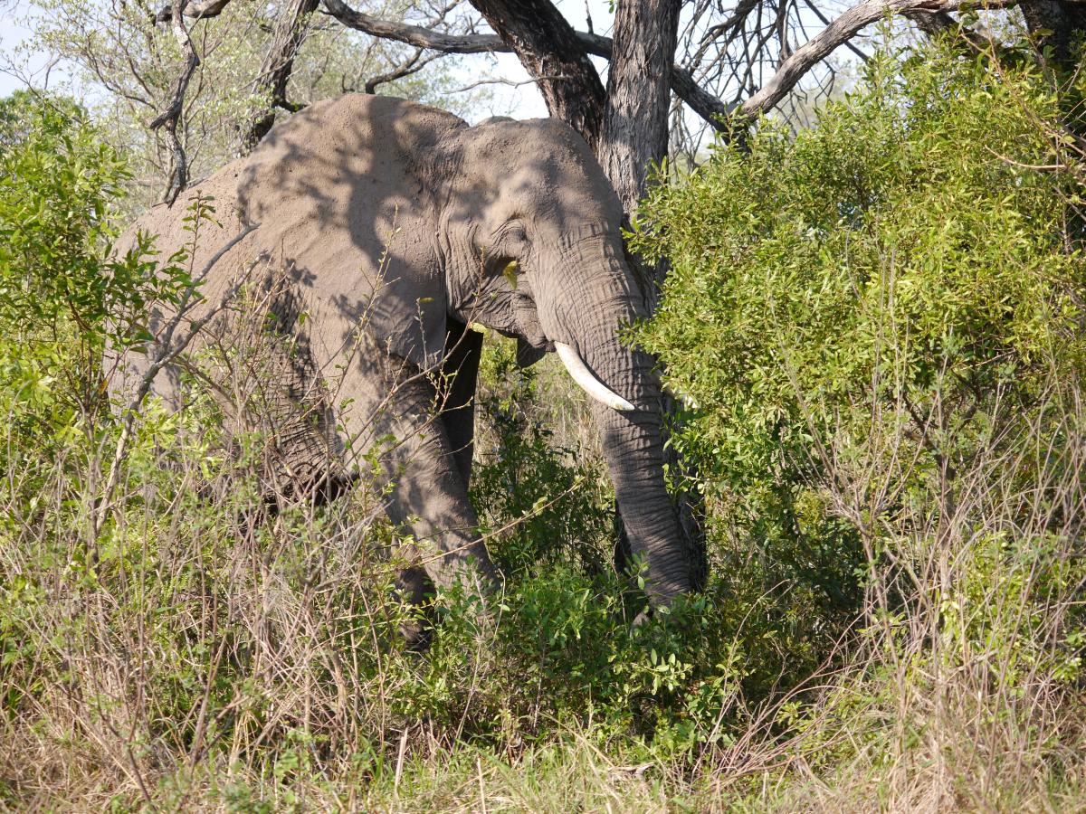 Elefanten in Südafrika beobachten