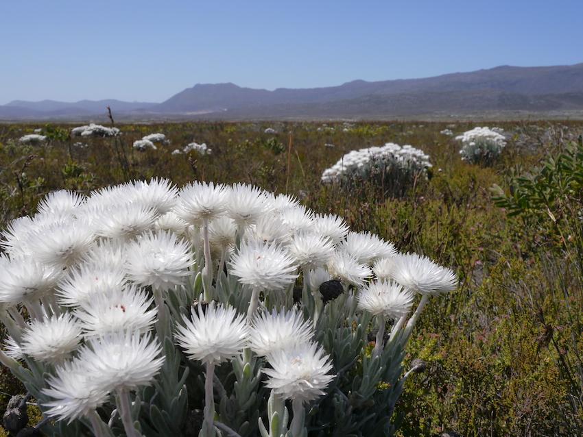 Blütenmeer in Südafrika