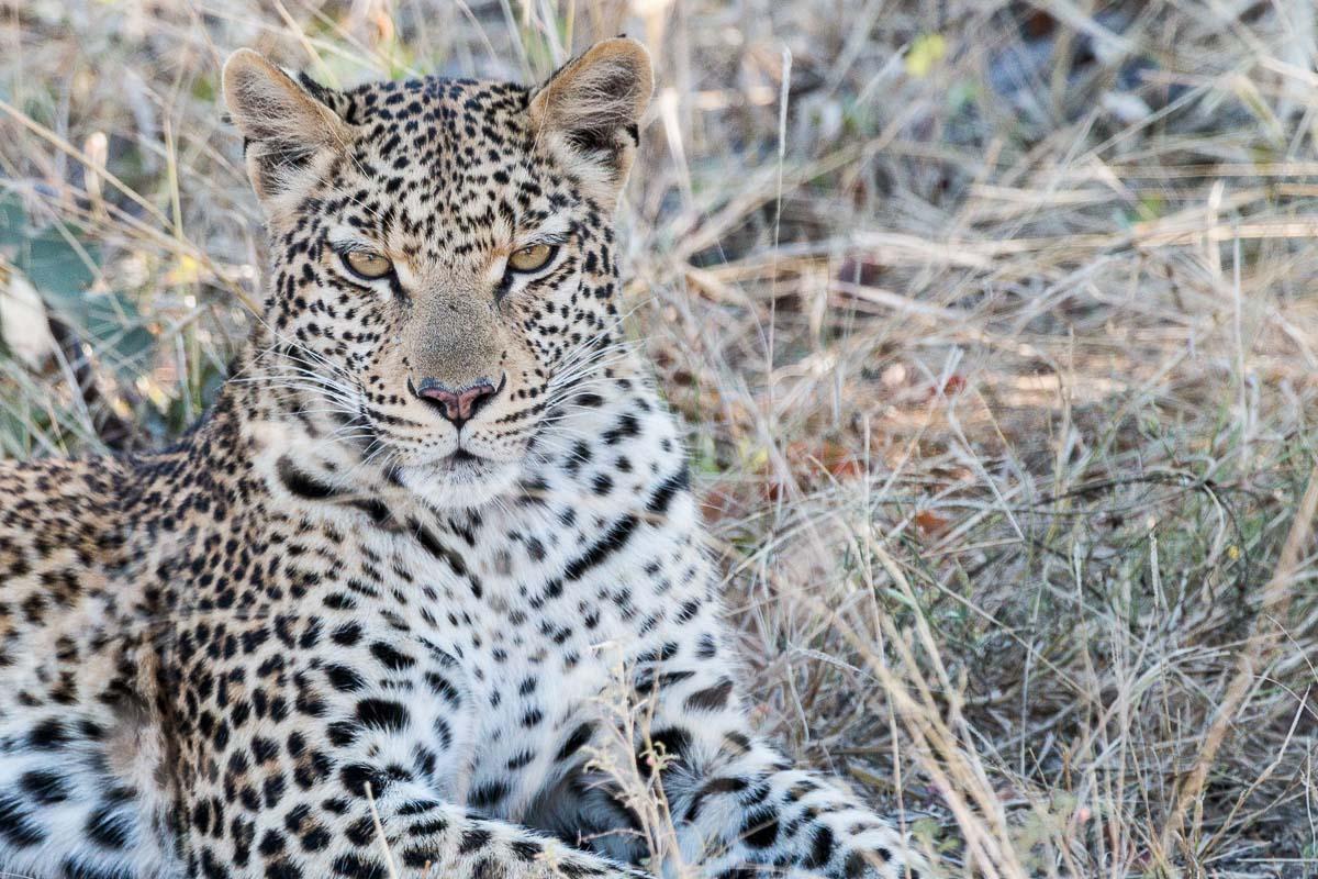 Leopard gesichtet auf Safari in Botswana 