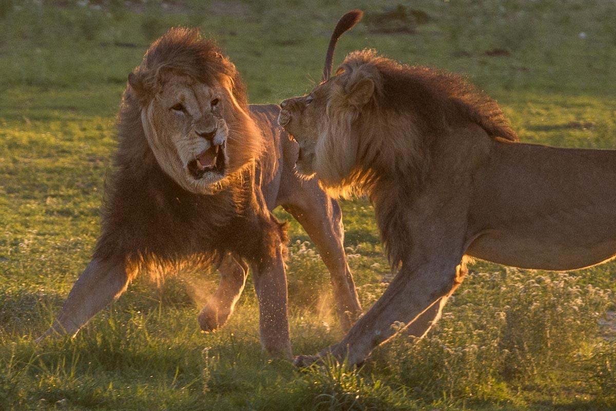 zwei Löwen-Männchen kämpfen mit wehenden Mähnen