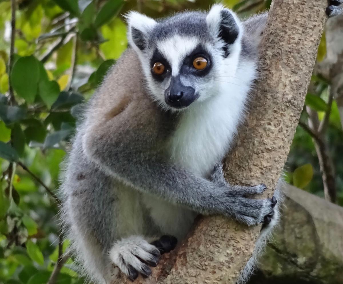 afrika tours individuell bringt Sie zu den Lemuren auf Madagaskar