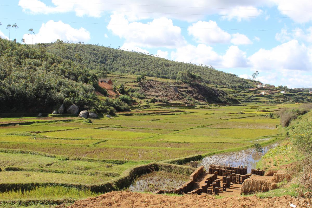 Reisfelder auf Madagaskar - Reisen mit afrika tours individuell