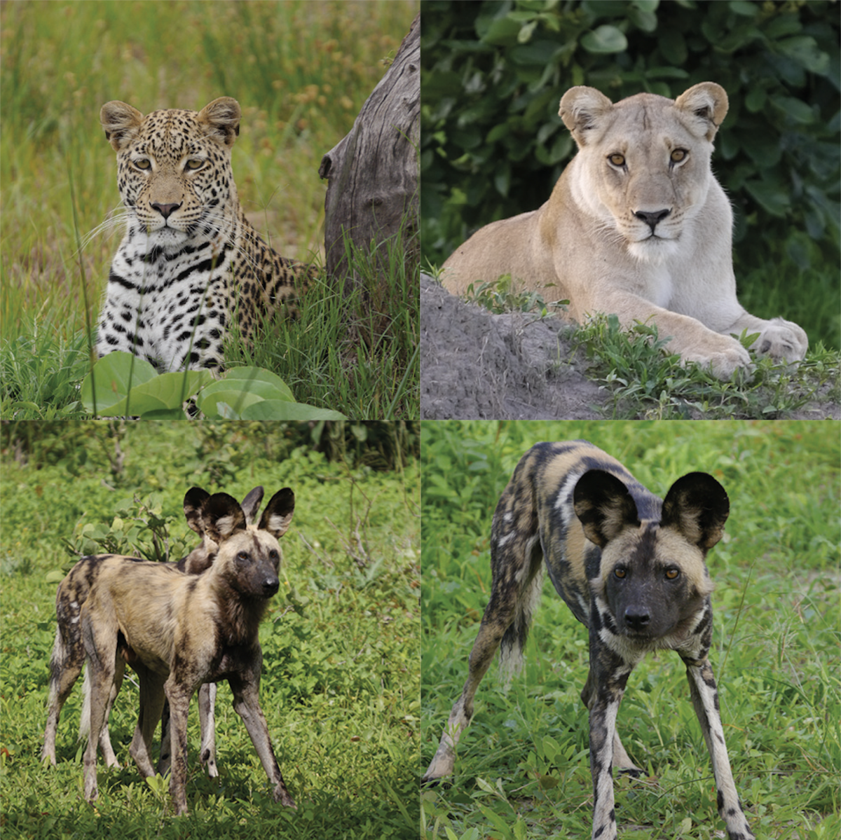 Botswana - Löwen, Hyänen und Leoparden in der Green Season