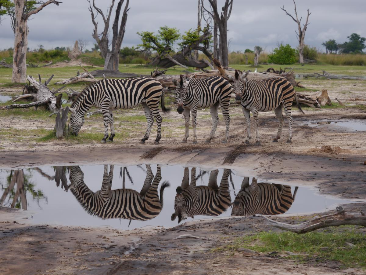 perfekte Bedingungen für eine Fotosafari - Zebraherde in Botswana