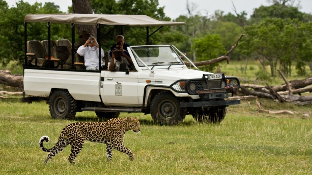 Leopard vor einem Safari-Fahrzeug, weißer 4x4 Jeep Cabrio