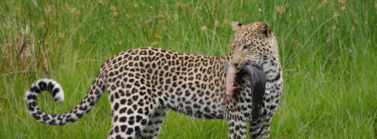 Botswana in der Green Season, Jaguar fängt Kingfisch