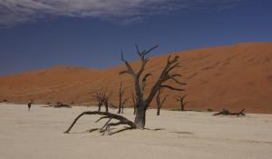 Genießen Sie den beeindruckenden Anblick des Dead Vlei mit zahlreichen toten Akazienbäumen in der Namib Wüste