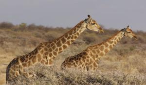 Der Etoscha National Park ist das größte Naturschutzgebiet Namibias und beherbergt eine atemberaubende Tierwelt