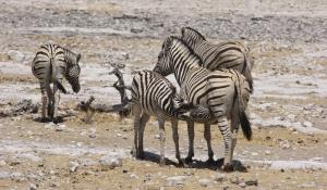 Beobachten Sie große Herden von Zebras in der Steppe des Etoscha National Park in Namibia