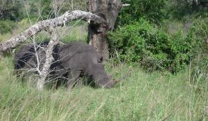 Der Hluhluwe National Park in Südafrika ist bekannt für seine große Nashornpopulation