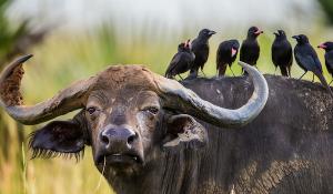 Büffel im Bwindi National Parks
