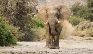 Wüstenelefant im Hoanib Valley