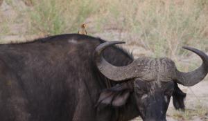 Das Savute Gebiet in Botswana ist bekannt für seine grandiosen Tierbeobachtungsmöglichkeiten