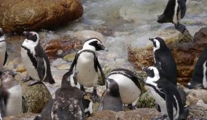 Beobachten Sie die Pinguinkolonie am Boulders Beach bei Kapstadt
