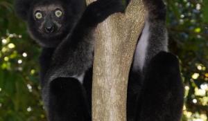 Indri Lemur