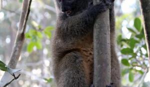 Bamboo Lemure