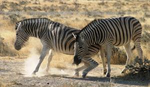 Im Etoscha National Park in Namibia können Sie aufregende Tierbeobachtungsfahrten erleben